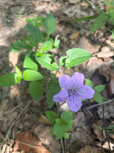 Ruellia pedunculata, photograph 5