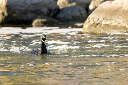 Double-crested Cormorant