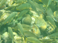 Bluestriped Grunt