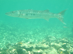 Great Barracuda