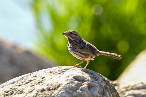 Song Sparrow