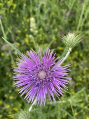 Galactites tomentosus
