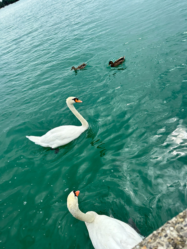 Mute Swan
