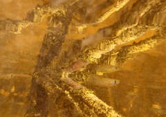 Mangrove Gambusia