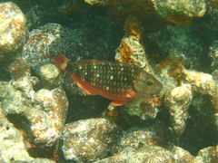 Stoplight Parrotfish