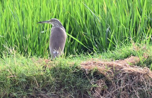 Squacco Heron