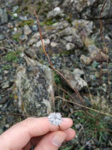 Armeria denticulata