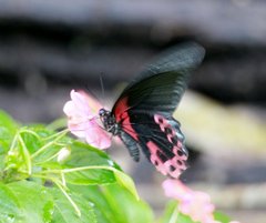 Papilio rumanzovia