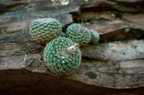 Parodia formosa