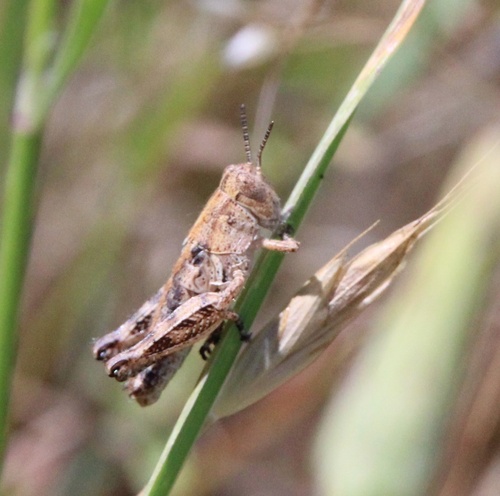 iNaturalist observation photo of Devastating Grasshopper