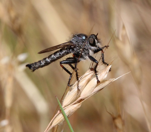 iNaturalist observation photo of Hairy Robberflies