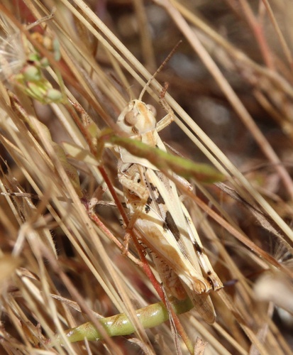 iNaturalist observation photo of Clear-winged Grasshopper