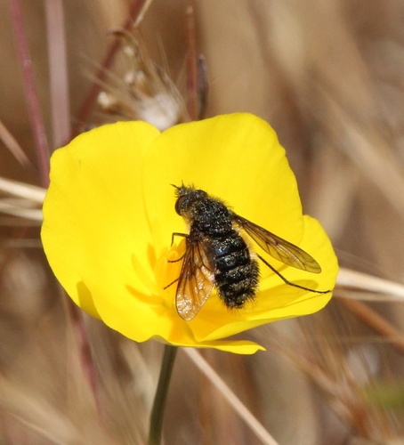 iNaturalist observation photo of Cone-snout Bee Fly
