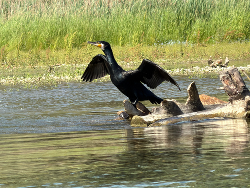 iNaturalist image