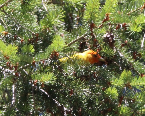 iNaturalist observation photo of Western Tanager