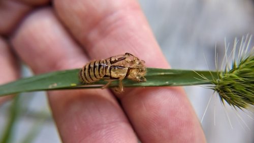 iNaturalist observation photo of Wing-tapping Cicadas