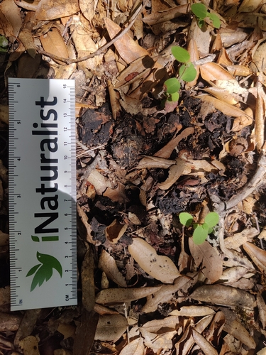 iNaturalist observation photo of Mammals