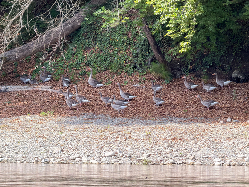 Greylag Goose