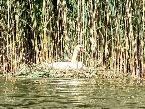 Mute Swan