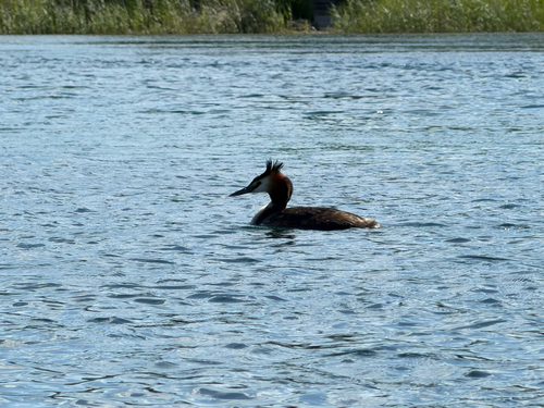 iNaturalist image