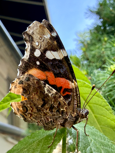 Red Admiral
