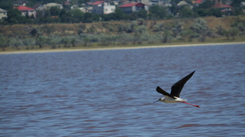 iNaturalist image