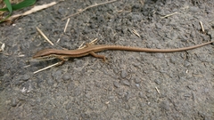 Takydromus kuehnei