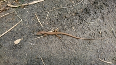 Takydromus kuehnei