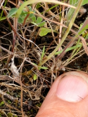 Thysanocarpus radians