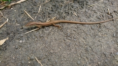 Takydromus kuehnei
