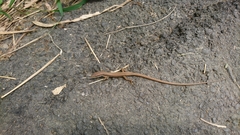 Takydromus kuehnei