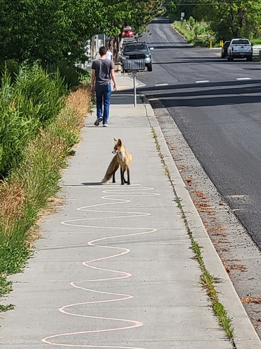 Red Fox photographed in Idaho