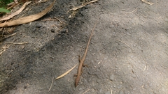 Takydromus kuehnei