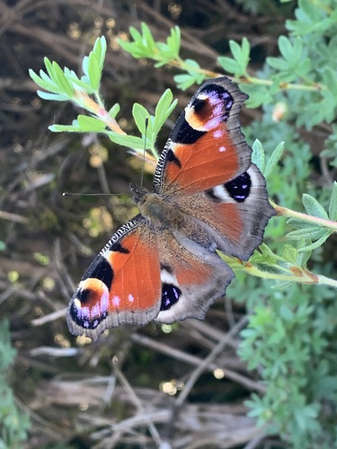 European Peacock Butterfly
