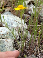 Pseudobahia heermannii