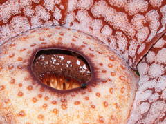 Rafflesia