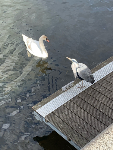 iNaturalist image
