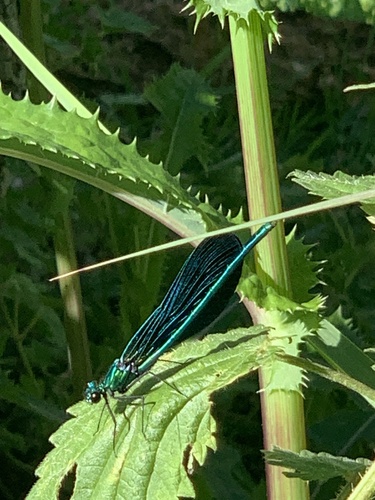 Beautiful Demoiselle