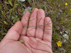 Lomatium marginatum marginatum