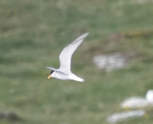 iNaturalist image