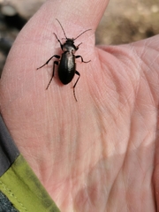 Carabus arvensis