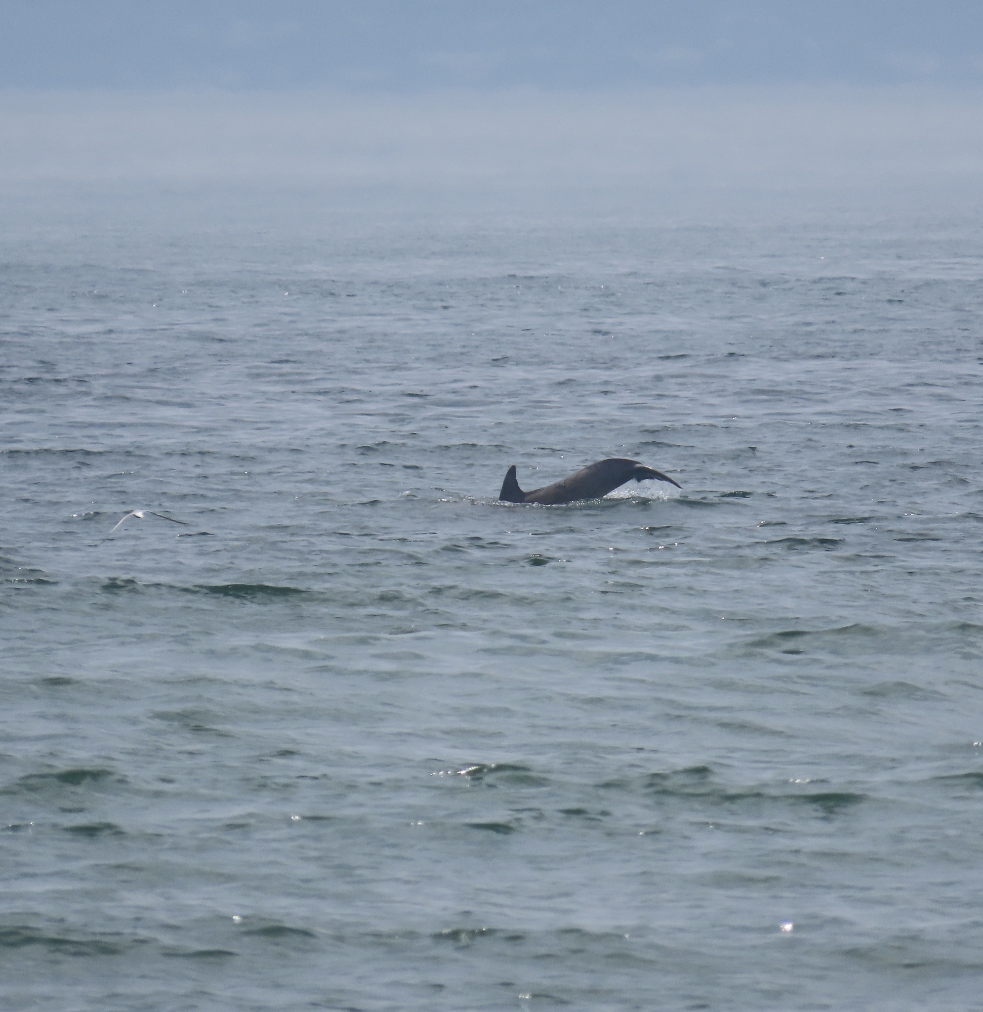Tursiops erebennus