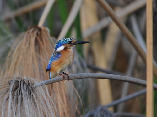 iNaturalist image
