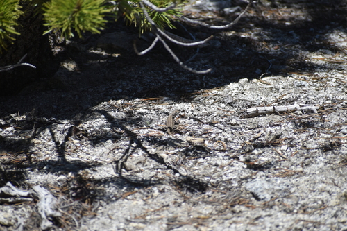 iNaturalist observation photo of Common Sagebrush Lizard