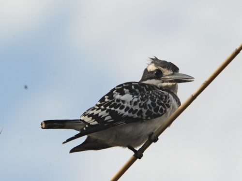 iNaturalist: (c) alanvannorman, some rights reserved (CC BY-NC) iNaturalist image