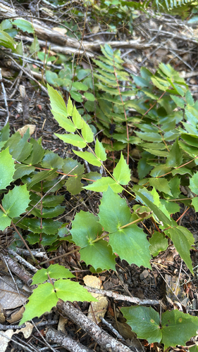iNaturalist observation photo of Cascade Oregon-grape