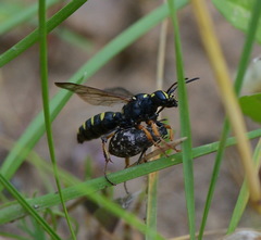 Cerceris arenaria