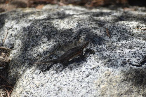 iNaturalist observation photo of Common Sagebrush Lizard