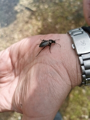 Carabus arvensis