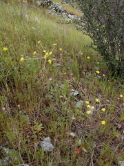 Lomatium marginatum marginatum